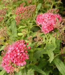 Image result for Spiraea japonica ´Little Princess