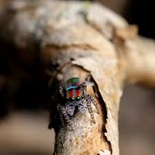 pin on t e f e k k u r