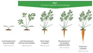 Sep 25, 2018 · growth cycle sprout development. Inca Potato Foliar Spray Plant Impact Home Vegetable Garden Diy Raised Garden Plants
