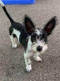 Looking for a good family to rehome our adorable chihuahua and jack russell terrier mix. Chihuahua Terrier Mix Black Long Hair Pets Lovers