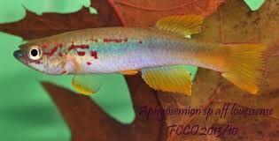 Image result for Viscum congolense