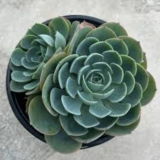 Image result for Micromeria imbricata