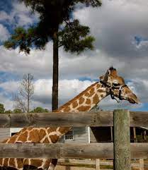 Aloha Safari Zoo Cameron Nc Meet Our New Giraffe Pretty Places Day Trip Places To Visit
