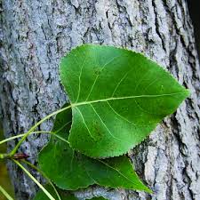 Image result for Populus deltoides