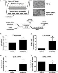 Frontiers | Breast Adipocyte Co-culture Increases The Expression Of  Pro-angiogenic Factors In Macrophages | Oncology
