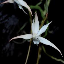 Image result for Aerangis alcicornis