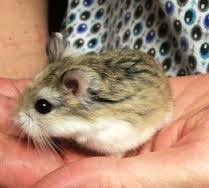 Their tiny size and speed however can make them hard to handle. Dwarf Hamsters Leia S Hamsters