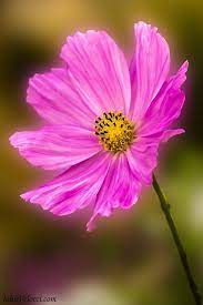 Beautiful Flowers Cosmos Flowers Beautiful Flowers Nothing But Flowers