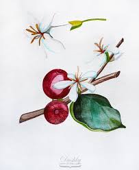 Dushky Coffee Flower Coffee Drawing Coffee Art