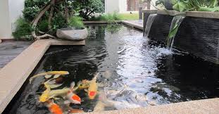 Memelihara ikan koi tentu juga tidak luput dari usaha untuk cara membuat kolam ikan koi yang benar. Warna Cat Kolam Ikan Tentang Kolam Kandang Ternak
