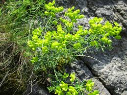 Image result for Euphorbia pseudopetiolata