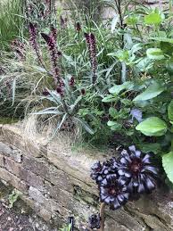 Image result for Lysimachia angustiloba