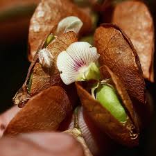 Image result for Flemingia strobilifera