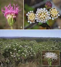 Image result for Stomatanthes