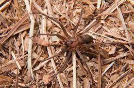 If you do have a spider bite, it's probably from something else. How To Get Rid Of Brown Recluse Spiders Fast Permanently The Ultimate Guide 2021