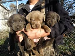 Find golden lab in dogs & puppies for rehoming | find dogs and puppies locally for sale or adoption in ontario : Silver Lab Breeders Labrador Puppies For Sale Labrador Puppies For Sale Lab Puppies Silver Lab Puppies