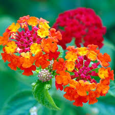 We did not find results for: Recognising Ten Streetside Flowers