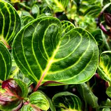 Image result for Iresine herbstii