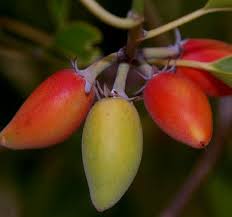 Image result for Mimusops