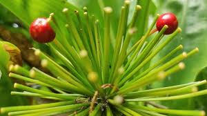 Image result for Scadoxus multiflorus