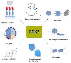 Manhwa that mans epilepsy selalu diupdate pada manhwaid. Ijms Free Full Text Cyclin Dependent Kinases Cdk And Their Role In Diseases Development Review Html