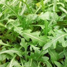 500 Arugula Seeds Herb Garden Vegetables Garden Organic Method Organic Plants Plants Container Gardening Vegetables