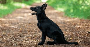 Ferguson k9 llc offers black and sable german shepherd puppies that are health guaranteed and microchipped. Are German Shepherd Puppies Born Black Facts And Myths The German Shepherder