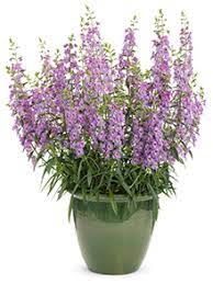 Succeeding With Angelface Angelonia Proven Winners
