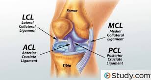 Knee Joint Ligament Anatomy
