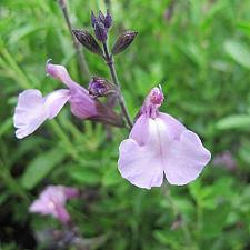 They can be annual, biennial, or perennial herbs, and woody subshrubs. Our Plants S Native Sons Wholesale Nursery