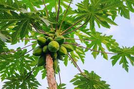 Papaya is used for preventing and treating gastrointestinal tract disorders, intestinal parasite infections, and as a sedative and diuretic. Papaya Koppert