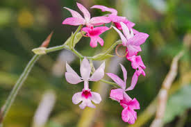Image result for Calanthe