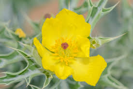 Image result for Argemone mexicana