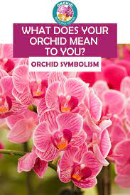 What Does Your Orchid Mean To You Orchid Meaning Orchids House Plant Care