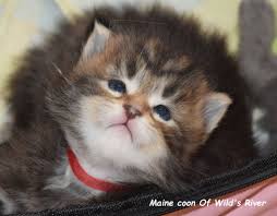 Main coon, maine coon cat. Elevage De Chat Maine Coon Of Wild S River En Normandie 14 Elevage Maine Coon Loof Ile De France