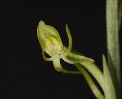 Image result for Habenaria arenaria