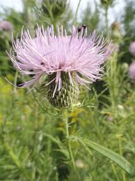 Image result for Cirsium