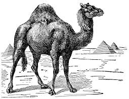 It has one hump over its back. Pin On Engraving