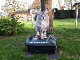 Katze Auf Rasenroboter Rasenroboter Rasenmaher Roboter Roboter