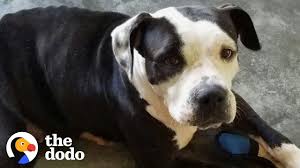 A native of washington, d.c., cummings pursued. Watch What Happens When This Scared Shelter Dog Finally Feels Love The Dodo Youtube