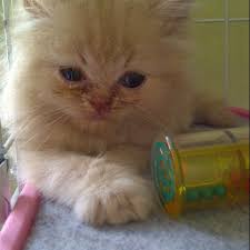 Cari kucing anggora di daerah pekanbaru? Cats House Jl Kenanga No 73