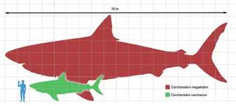 Alleged Megalodon Sightings That Will Make You Want To Believe