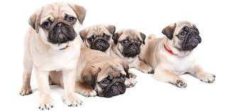 We did not find results for: How Much To Feed A Pug Puppy 4 Week 6 Week 8 Week