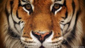 It is an apex predator, primarily preying on ungulates such as deer and wild boar. Hallo Tiger Halte Durch Wissen Umwelt Dw 01 05 2016