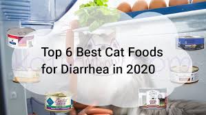 Here's what to look for when selecting the best senior cat food for your older feline. Top 6 Best Cat Foods For Diarrhea In 2020 Kotikmeow