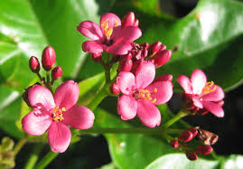 Image result for Jatropha scaposa