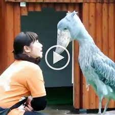 Shoebill Stork Greeting Its Handler Lol Funny Gif Shoebill Shoebill Stork Shoebill Bird