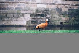 I decided to create a duck beak mask on my own. Wallpaper Id 280557 An Orange Duck With A Black Beak Walking On Cut Grass In Front Of A Moat And A Stone Wall Duck On Grass By Stone Wall 4k Wallpaper