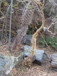 Image result for Commiphora caerulea