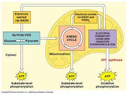 Kako Objasniti Celijsko Disanje Cellular Respiration Photosynthesis And Cellular Respiration Electron Transport Chain